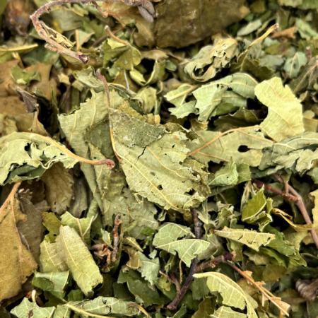 Feuilles de noisetier