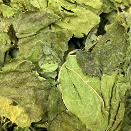 Feuilles de mûrier blanc