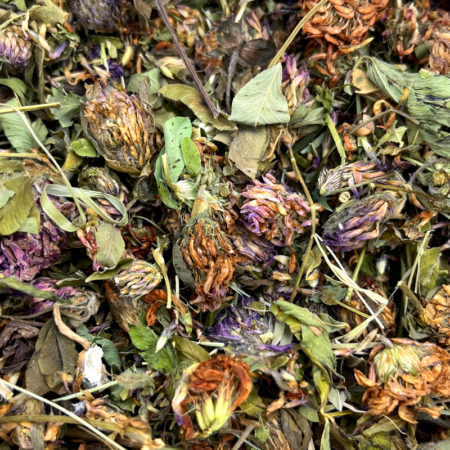 Fleurs de trèfle rouge