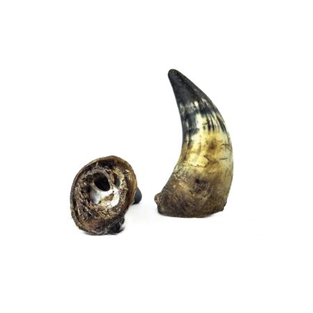 Corne de bœuf pleine