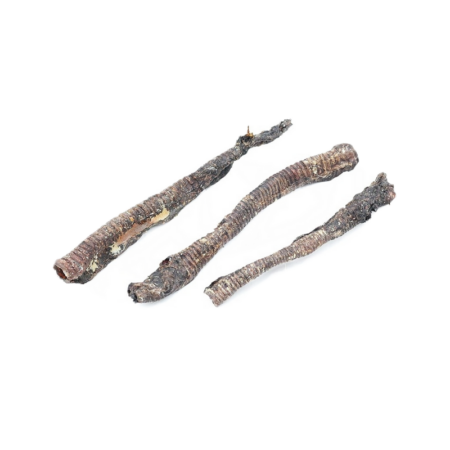 Mini Trachée de cerf